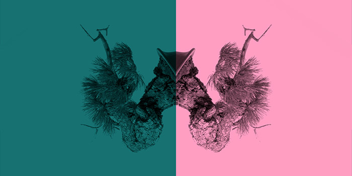 Le Court du mois - Juillet